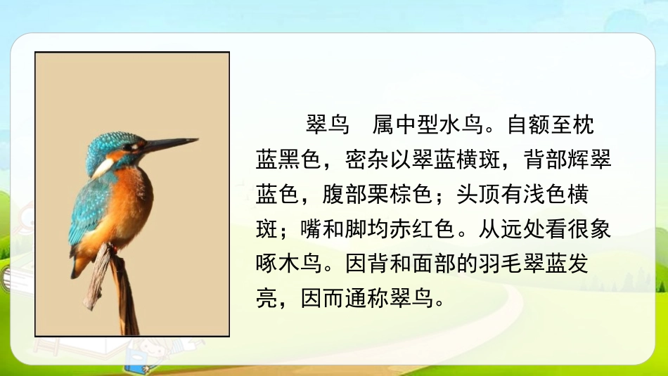 《搭船的鸟》PPT课文课件[部编版三年级语文上册]_第2页