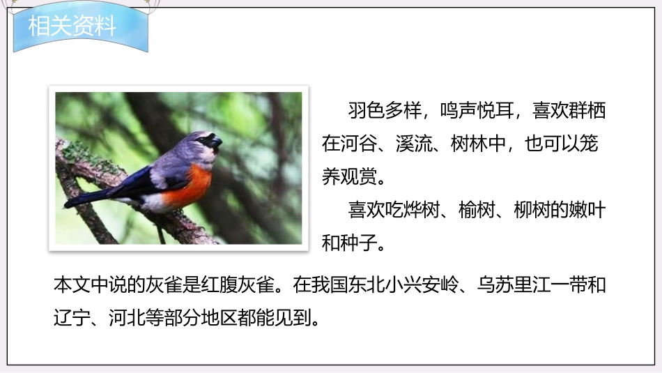 《灰雀》PPT免费课文课件[部编版三年级语文上册]_第3页