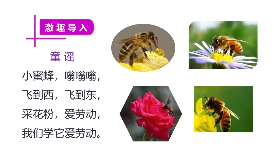 《蜜蜂》PPT教学课件[部编版三年级语文下册]_第2页