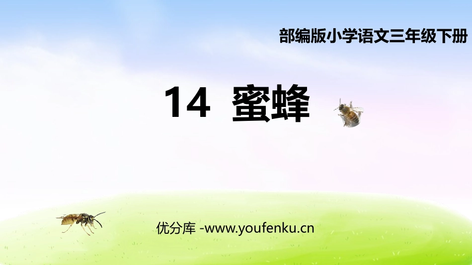 《蜜蜂》PPT优秀课件[部编版三年级语文下册]_第1页