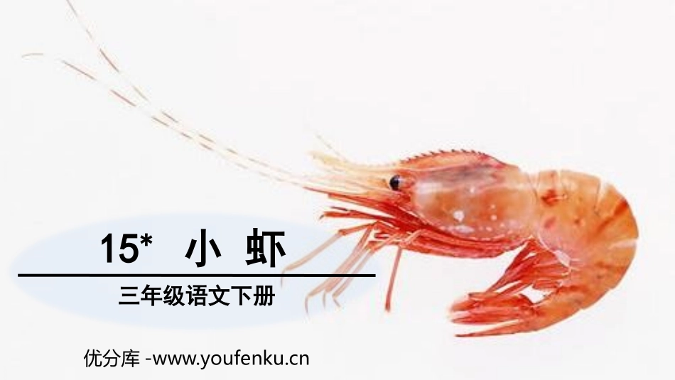 《小虾》PPT课文课件[部编版三年级语文下册]_第1页