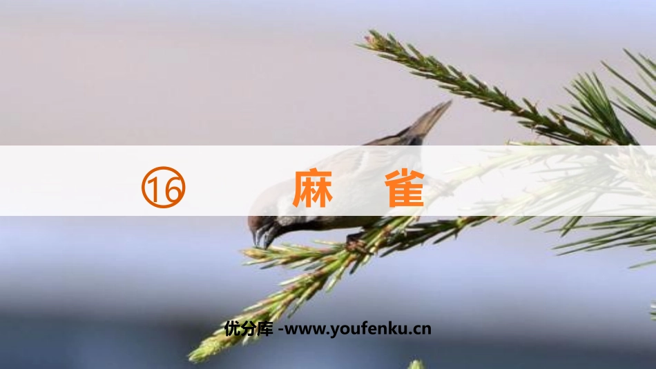 《麻雀》PPT优秀课件[部编版四年级语文上册]_第1页