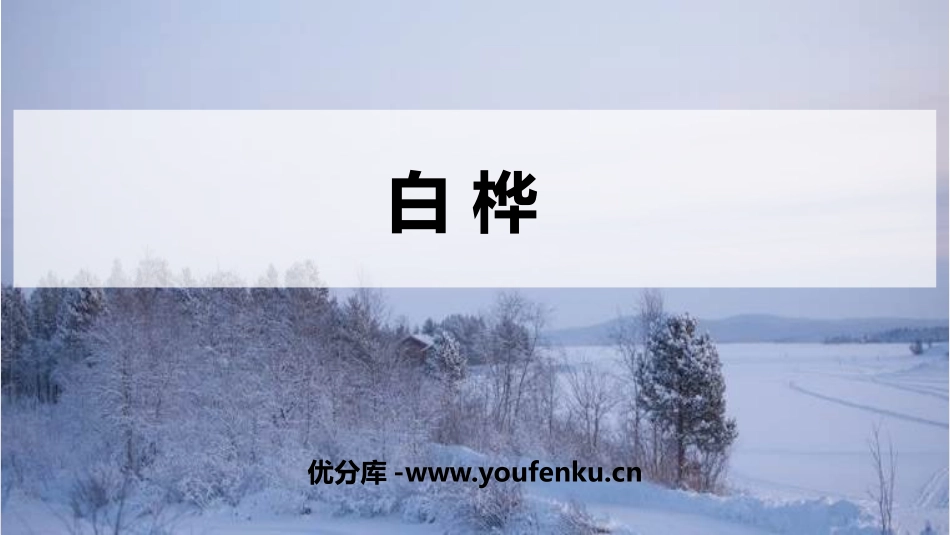 《白桦》PPT优秀课件[部编版四年级语文下册]_第1页