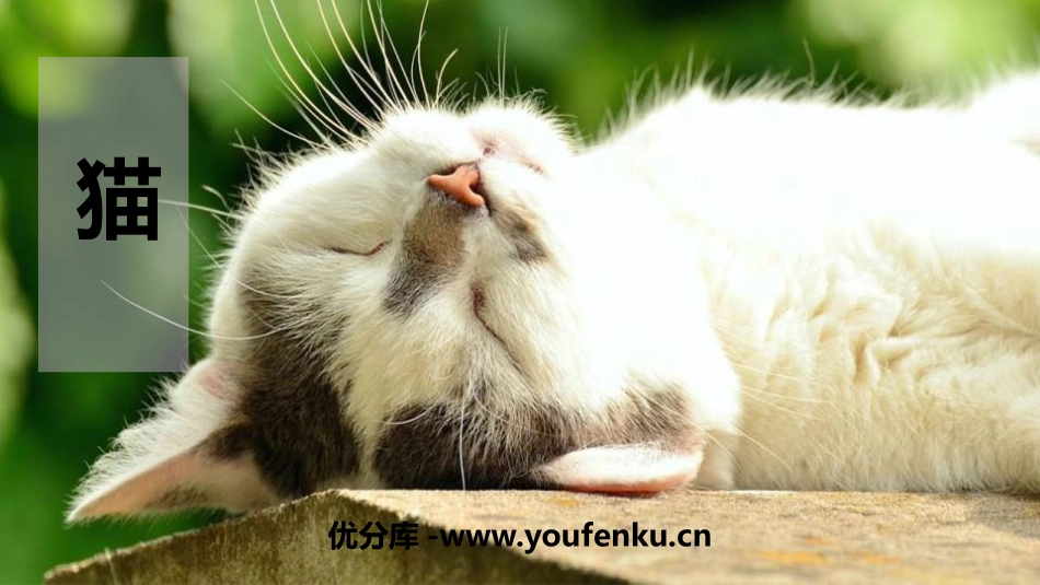 《猫》PPT教学课件[部编版四年级语文下册]_第1页