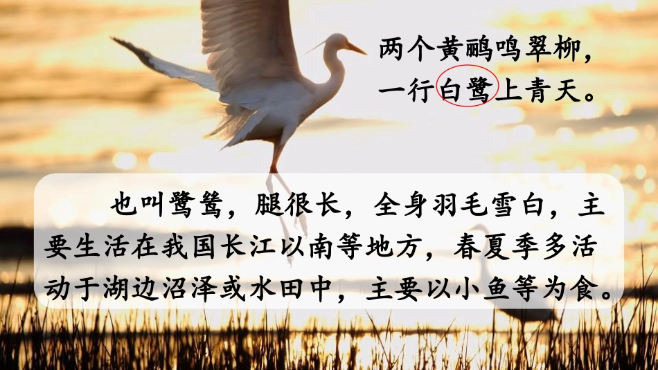 《白鹭》PPT优秀课件[部编版五年级语文上册]_第3页