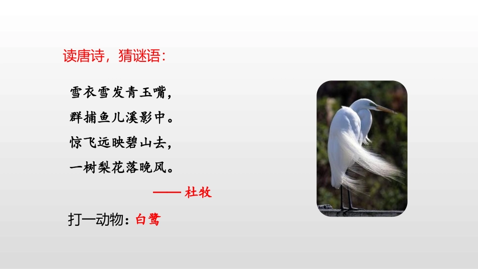 《白鹭》PPT课件(第1课时)[部编版五年级语文上册]_第3页