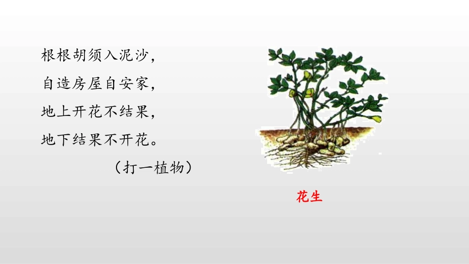 《落花生》PPT课件(第1课时)[部编版五年级语文上册]_第3页