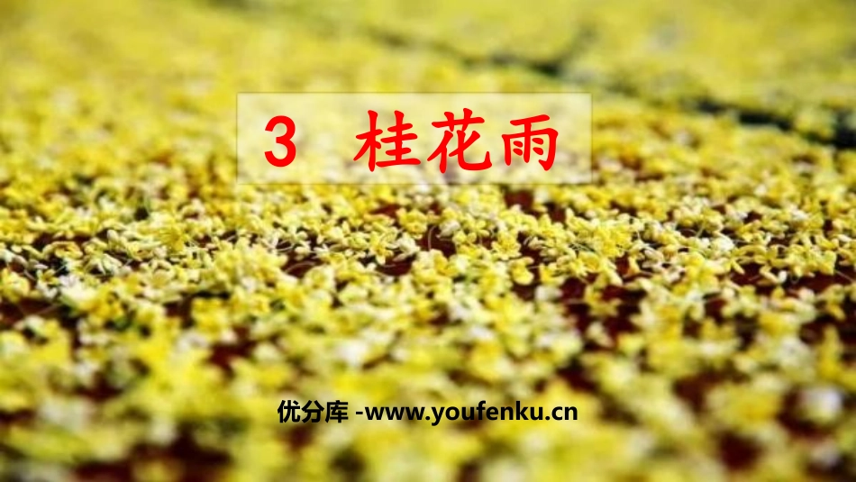 《桂花雨》PPT课文课件[部编版五年级语文上册]_第1页