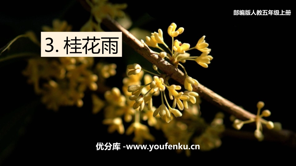 《桂花雨》PPT优秀课件[部编版五年级语文上册]_第1页