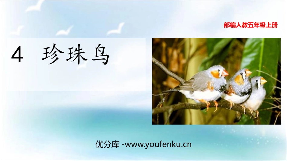 《珍珠鸟》PPT教学课件[部编版五年级语文上册]_第1页