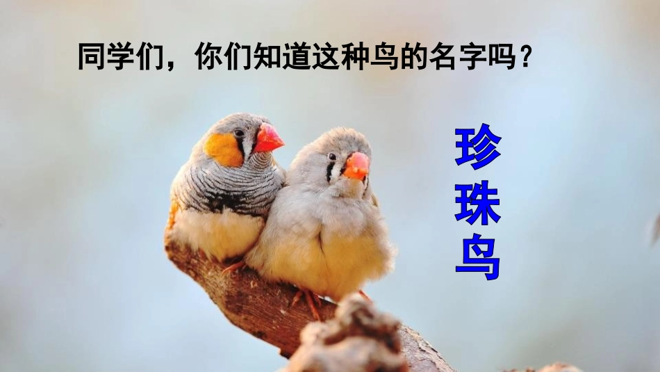 《珍珠鸟》PPT课文课件[部编版五年级语文上册]_第2页