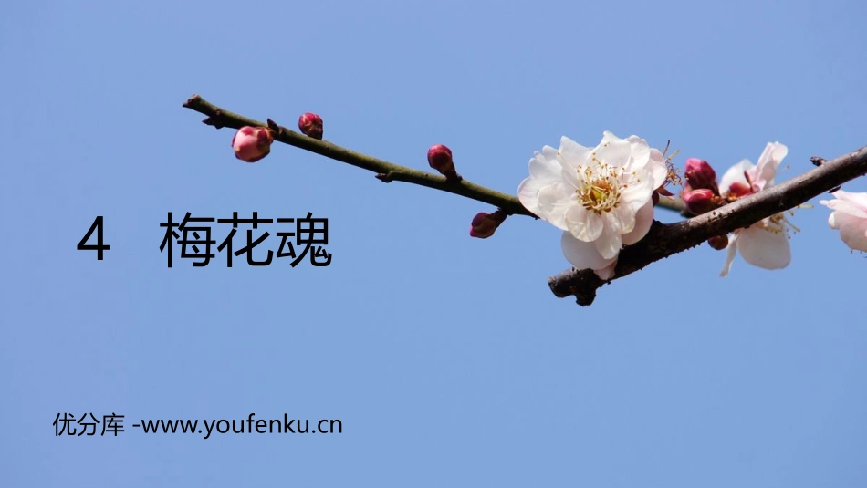 《梅花魂》PPT优秀课件[部编版五年级语文下册]_第1页