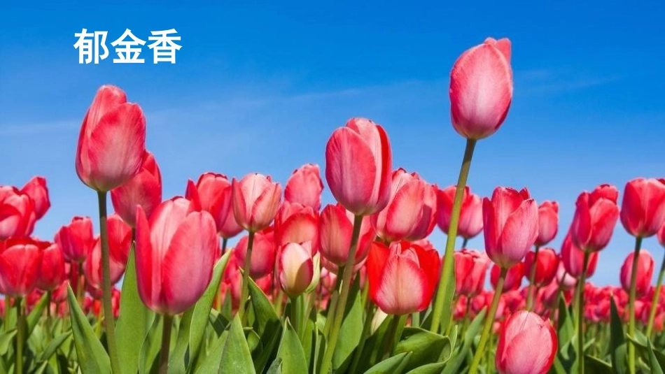 《牧场之国》PPT优秀课件[部编版五年级语文下册]_第3页