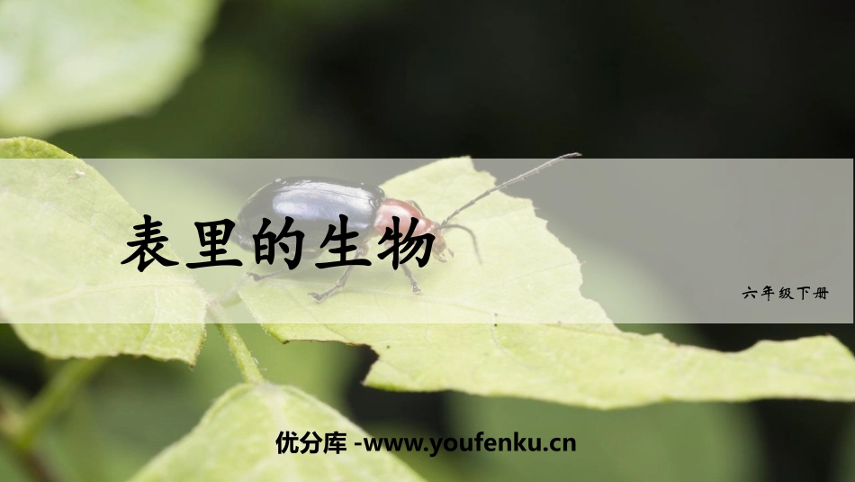 《表里的生物》PPT优秀课件[部编版六年级语文下册]_第1页