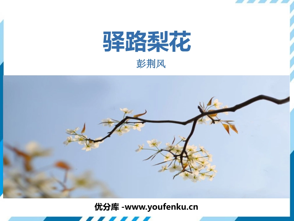 《驿路梨花》PPT优秀课件[部编版七年级语文下册]_第1页