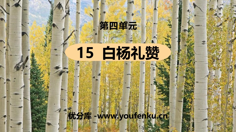 《白杨礼赞》PPT课文课件[部编版八年级语文上册]_第1页