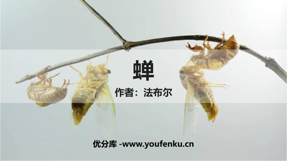 《蝉》PPT优秀课件[部编版八年级语文上册]_第1页