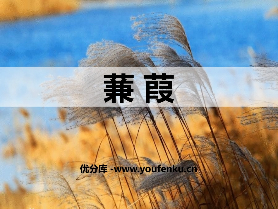 《蒹葭》PPT优秀课件[部编版八年级语文下册]_第1页
