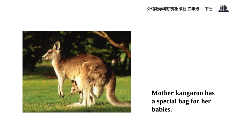 《Kangaroos live in Australia》PPT教学课件_第3页