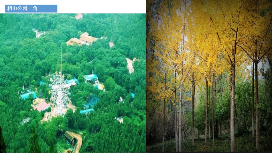 《我们知道的植物》PPT教学课件[教科版一年级科学上册]_第2页