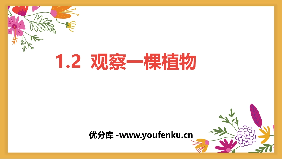 《观察一棵植物》PPT课件[教科版一年级科学上册]_第1页
