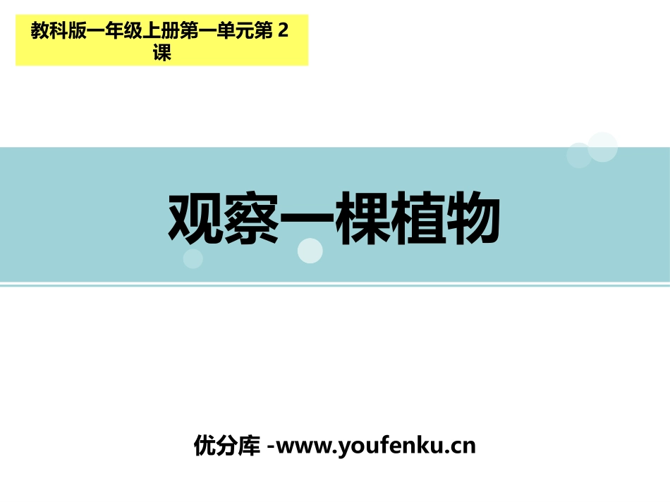 《观察一棵植物》PPT课件[教科版一年级科学上册]_第1页