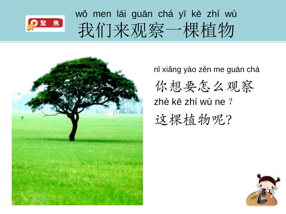 《观察一棵植物》PPT课件[教科版一年级科学上册]_第2页