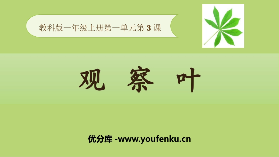 《观察叶》PPT课件[教科版一年级科学上册]_第1页