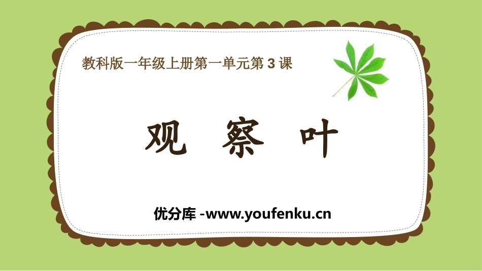 《观察叶》PPT教学课件[教科版一年级科学上册]_第1页