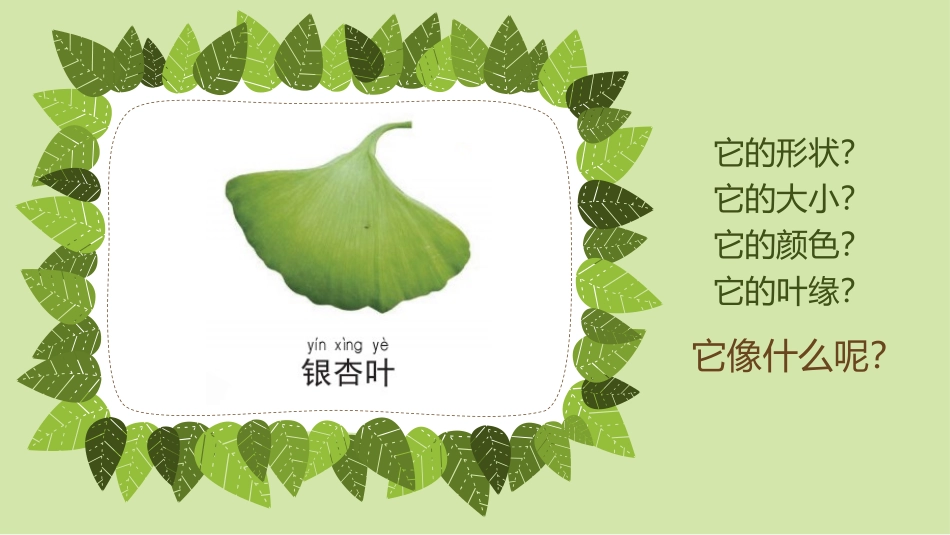 《观察叶》PPT教学课件[教科版一年级科学上册]_第3页