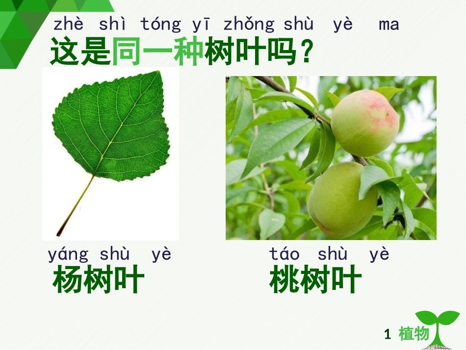 《观察叶》PPT课件[教科版一年级科学上册]_第3页