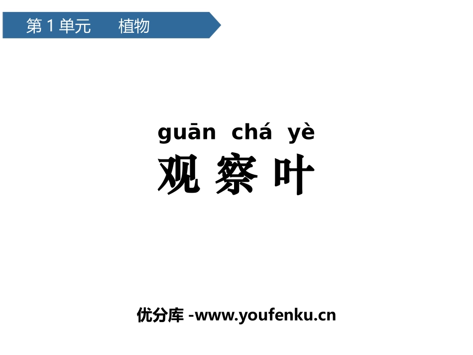 《观察叶》PPT免费课件[教科版一年级科学上册]_第1页