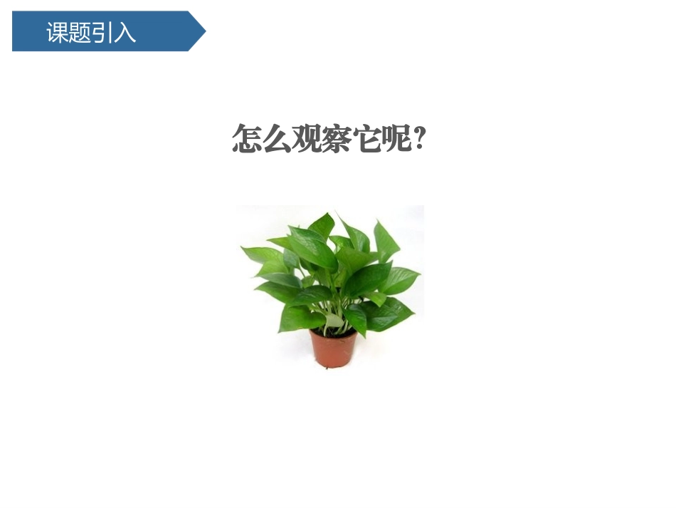 《观察叶》PPT免费课件[教科版一年级科学上册]_第2页