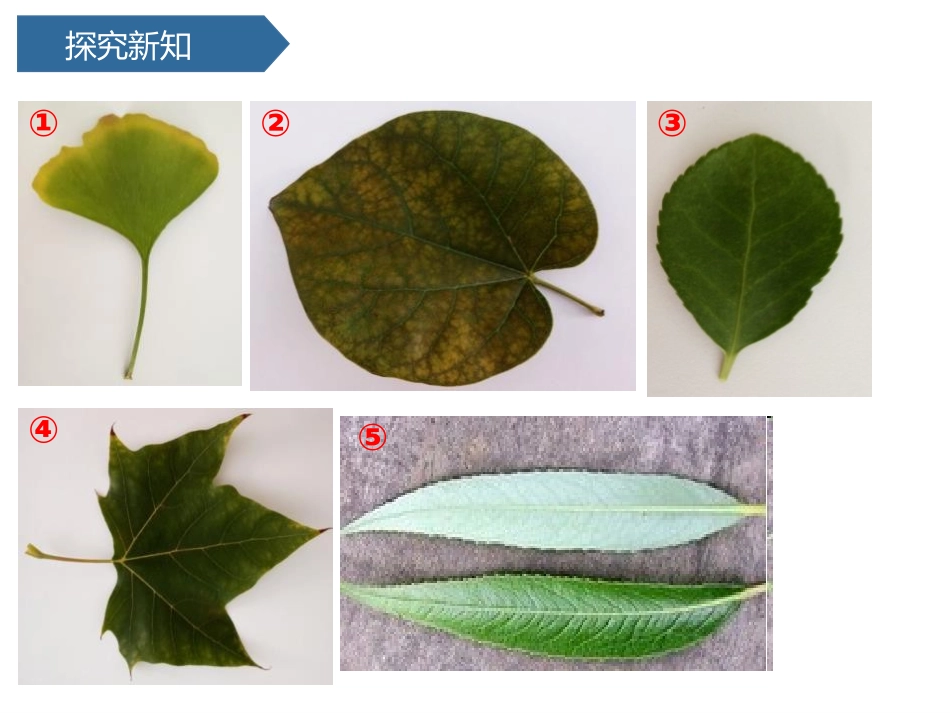 《观察叶》PPT免费课件[教科版一年级科学上册]_第3页