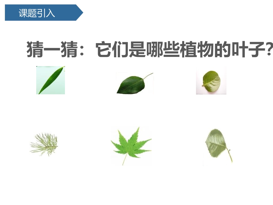 《这是谁的叶?》PPT课件[教科版一年级科学上册]_第2页