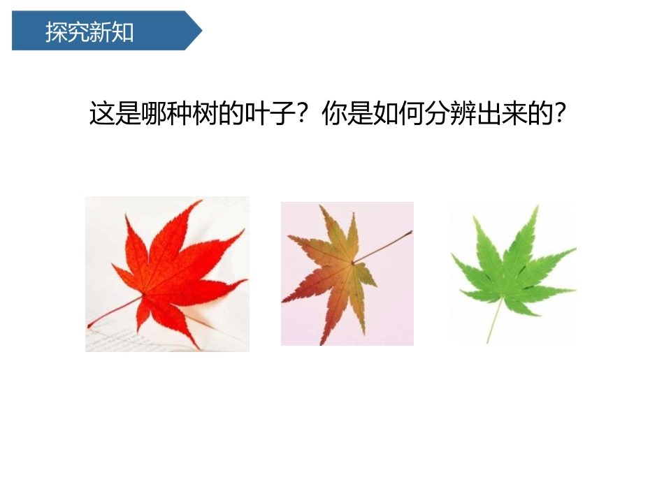 《这是谁的叶?》PPT课件[教科版一年级科学上册]_第3页