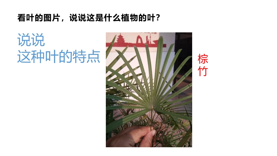 《这是谁的叶?》PPT课件[教科版一年级科学上册]_第3页