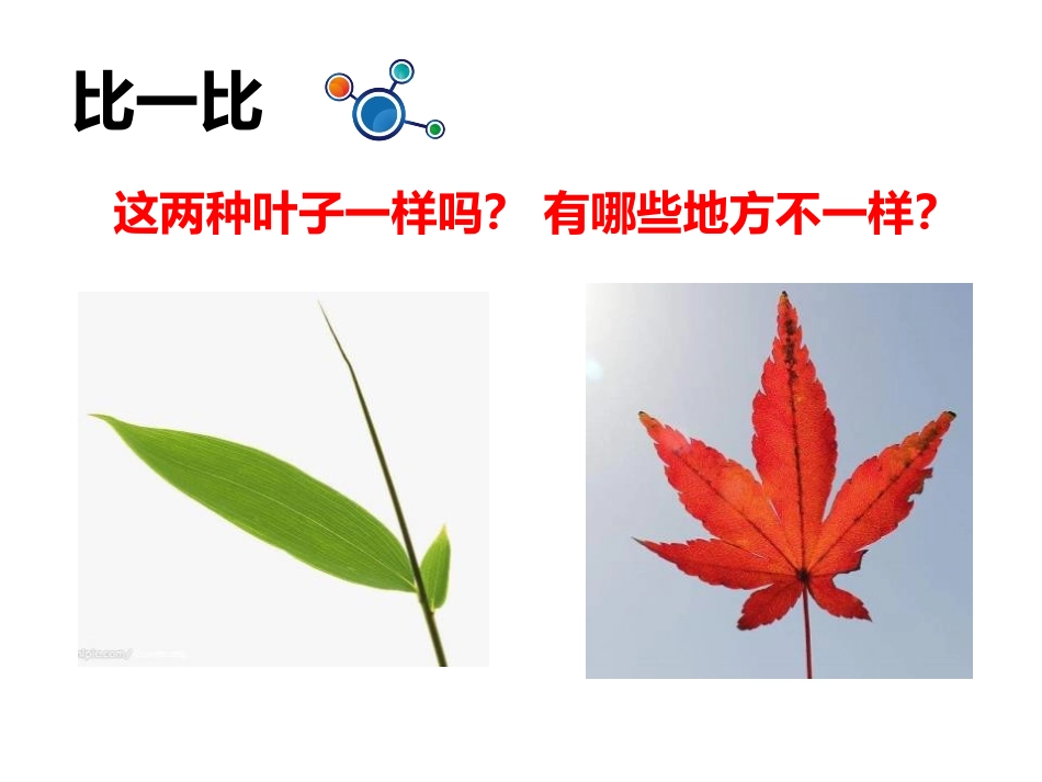 《这是谁的叶?》PPT教学课件[教科版一年级科学上册]_第2页