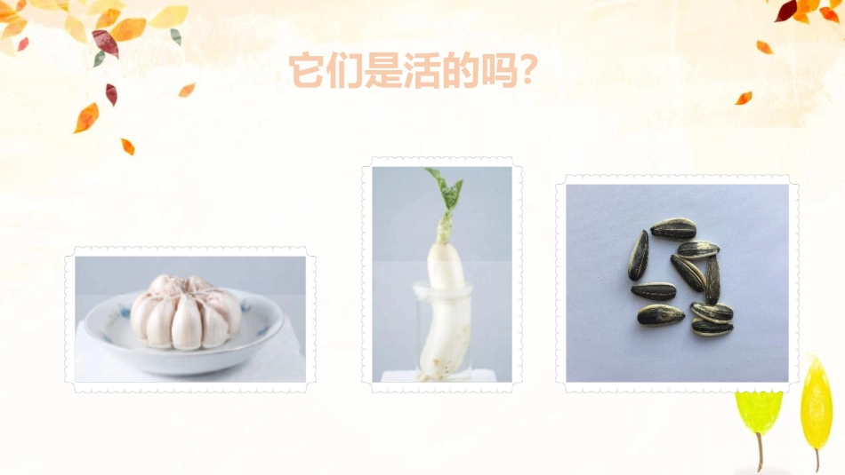《植物是“活”的吗?》PPT课件[教科版一年级科学上册]_第3页