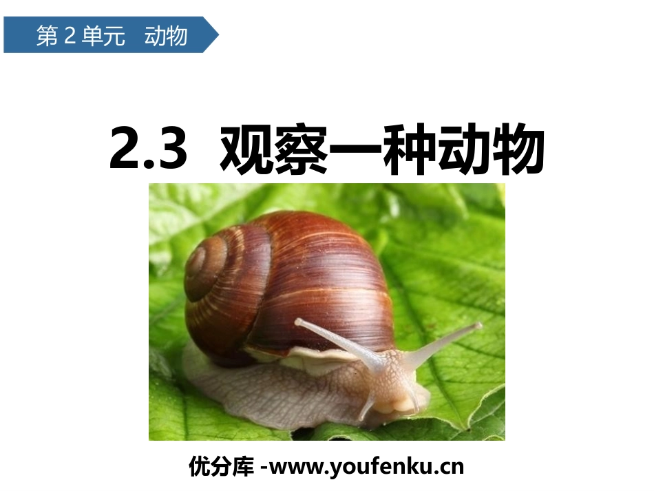 《观察一种动物》PPT课件[教科版一年级科学下册]_第1页