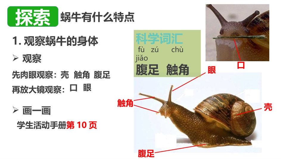 《观察一种动物》PPT教学课件[教科版一年级科学下册]_第2页