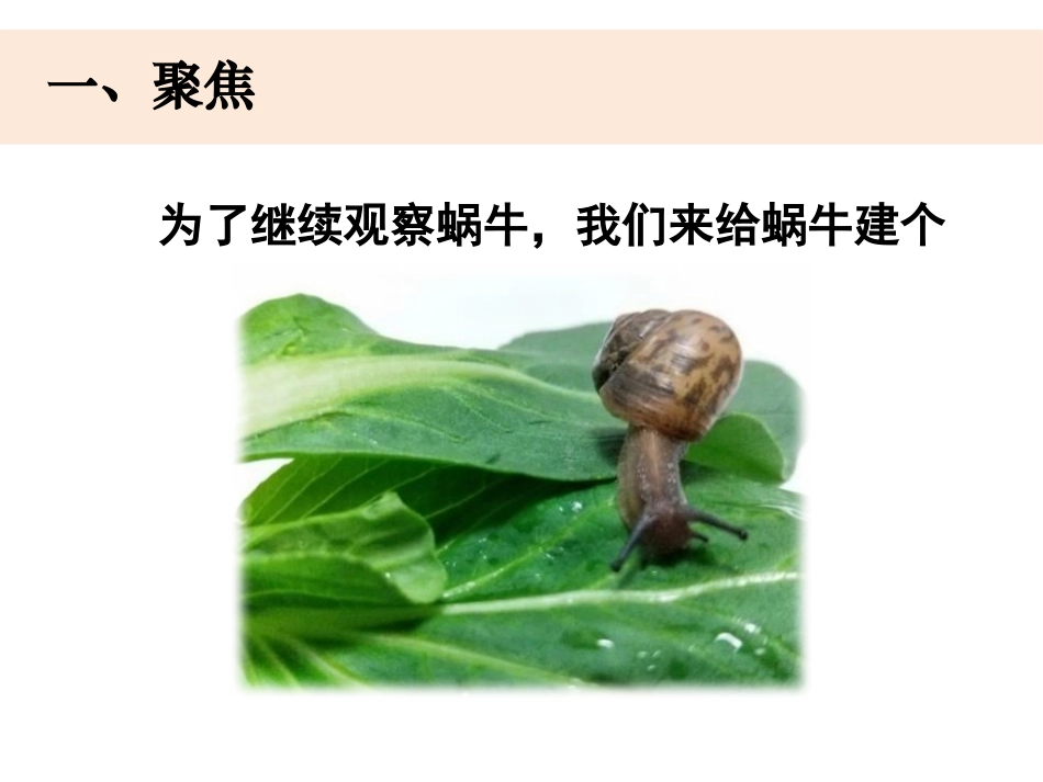 《给动物建个“家”》PPT课件[教科版一年级科学下册]_第2页