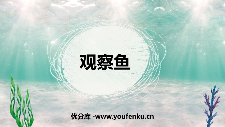 《观察鱼》PPT课件[教科版一年级科学下册]_第1页