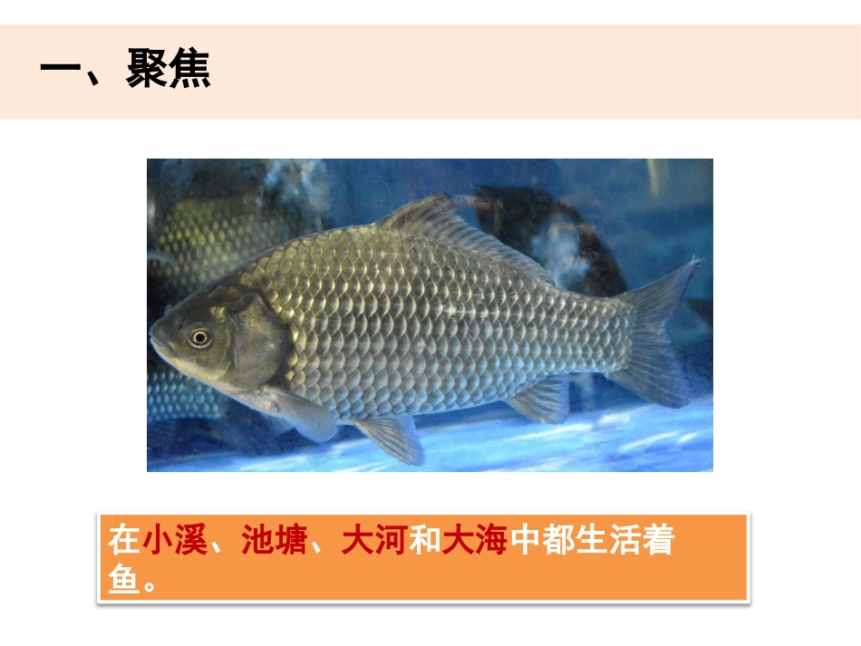 《观察鱼》PPT课件[教科版一年级科学下册]_第2页