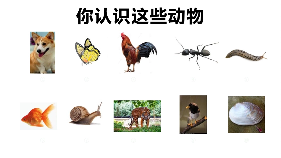 《给动物分类》PPT课件[教科版一年级科学下册]_第3页
