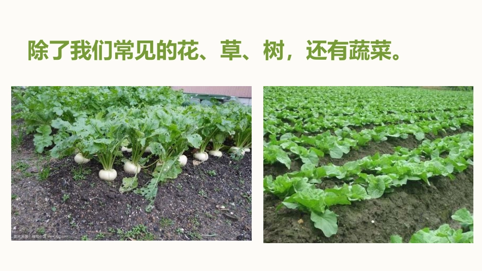 《土壤-动植物的乐园》PPT课件[教科版二年级科学上册]_第3页
