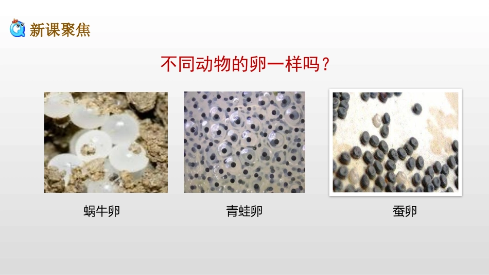 《认识其他动物的卵》PPT课件[教科版三年级科学下册]_第2页