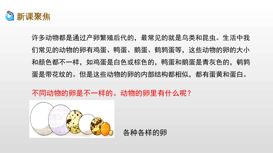 《认识其他动物的卵》PPT课件[教科版三年级科学下册]_第3页