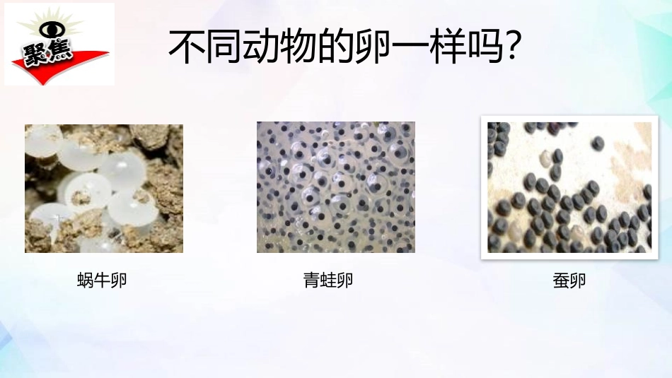 《认识其它动物的卵》PPT课件[教科版三年级科学下册]_第2页