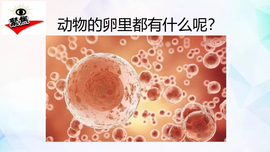 《认识其它动物的卵》PPT课件[教科版三年级科学下册]_第3页